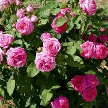 Mimoza Tüplü Kokulu Reçellik Pembe Isparta Gülü Fidanı 15-25 cm