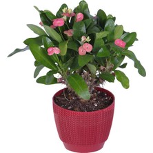 Hobi ve Bahçe Dikenler Tacı (Euphorbia Milii)