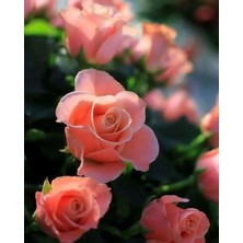 1 Adet Tüplü Gül Fidanı  Yediveren Sarmaşık Kokulu