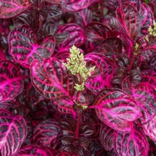 Floramut Saksıda Irisine Herbisiti Çingene Şalvarı Bitkisi