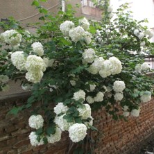 Mutlupaket Tüplü Kartopu Çiçeği (Viburnum Lucidum) Fidanı (80-120 Cm)