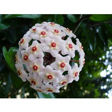 Rüzgar Botanik Mum Çiçeği Fidanı Saksılı 30 cm 50 cm