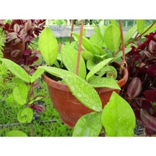 Rüzgar Botanik Mum Çiçeği Fidanı Askılı Saksılı 40CM-60CM