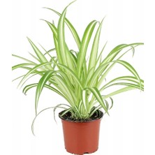 Salsepete Kurdele Çiçeği