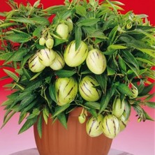 Rüzgar Botanik Pepino Fidanı 40 cm 60 cm