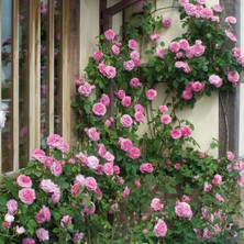 Plantistanbul Sarmaşık Isparta Gülü, Saksıda