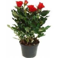 Mevsim Fidancılık Peyzaj Tüplü Yediveren Kırmızı Çıtır Minyatür Gül Fidanı Bodur Gül