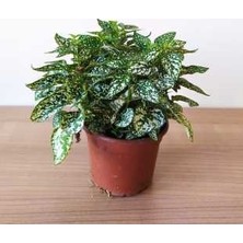 Efece Aksesuar Beyaz Hostes Bitkisi Hypoestes Çiçeği 25CM Dolgun Form