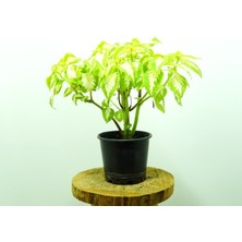 Kösem Botanik Yaprağı Güzel - Coleous