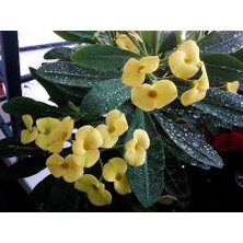 Rüzgar Botanik Sarı Dikenler Tacı Çiçeği Fidanı Saksılı