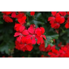 Rüzgar Botanik Kırmızı Sakız Sardunya