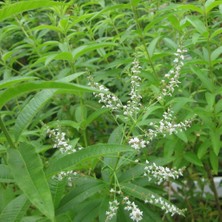 İdeasepet Tüplü İntense Limon Otu Çiçeği Fidanı