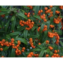 Rüzgar Botanik Ateş Dikeni Fidanı 40CM-60CM