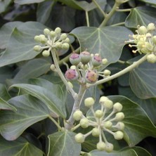 İdea Pazar Tüplü Hedera Yeşil Duvar Sarmaşığı Fidanı