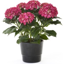 Plantistanbul  Ortanca Fidanı Kırmızı 20-40 cm, Saksıda