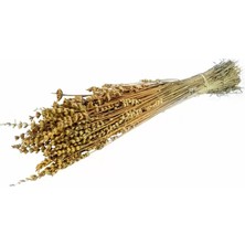 Flowerybox Kuru Çiçek  Şoklanmış Lavanta Hardal