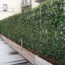 Reyon Ermenek Tüplü Kaya Sarmaşığı Fidanı