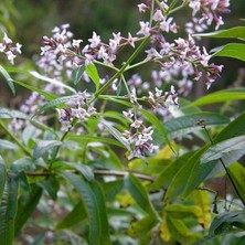 Mutlu Paket Tüplü Kokulu Aloysia Triphylla Limon Otu Çiçeği Fidanı