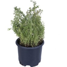 Hobi ve Bahçe Limoni Kekik Fidanı Saksı'da -Limon Kokulu Kekik - Thymus Citriodorus Limone