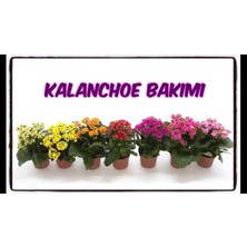 Tüplü Kalanşo Çiçeği( 5 Adet Farklı Renkli Paket)(Kardeş Kanı) 7 Cm'lik Poşette