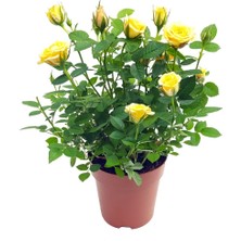 Mevsim Fidancılık Peyzaj Tüplü Yediveren Sarı Çıtır Minyatür Gül Fidanı Bodur Gül