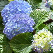 Peyzaj Yağmur Saksıda  Mavi Ortanca Fidanı