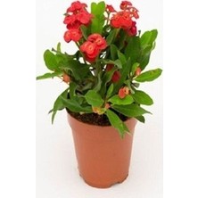 Reyon Bahçe Kırmızı Euphorbia Milli / Dikenler Tacı Küçük Saksıda