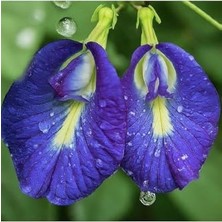 TeknoKapsül Butterfly Pea Mavi Kelebek Sarmaşığı