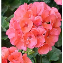 Hobi Çiçekçilik Katmerli Top Sardunya Fide