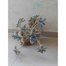 Hobi Çiçekçilik Sihirli Sukulent