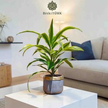 BitkiTÜRK Özel Beton Saksıda Ithal Draceana Lemon Ofis Salon Bitkisi
