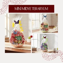 Cngzhn Mini Midye Teraryum - Öğretmenler Günü Hediyesi