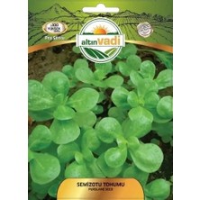 ALTINVADİ Altınvadi Semizotu Tohumu 10 gr