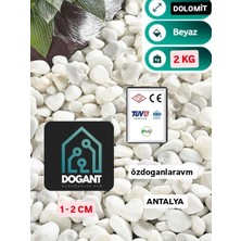 Dogant Beyaz Dolomit Dekoratif Taş Teraryum Taşı Saksı Taş 2 kg