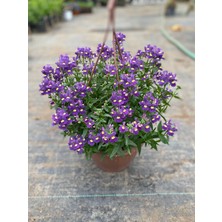 Benjamin Peyzaj Nemesia Çiçeği Askılı Saksı