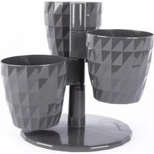 Serinova Dönence 3'lü Saksı Takımı