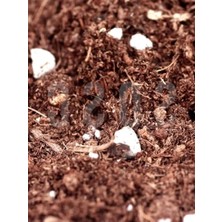 Esranın Dünyası Özel Karışım Saksı Harcı, 1 Lt Torf Cocopeat ve Perlit
