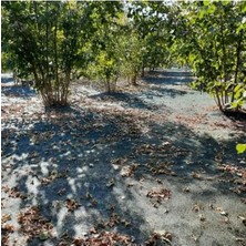 Esranın Dünyası Fındık Toplama Filesi - Düz Yeşil, Dayanıklı Malzeme, 4 M x 1 M