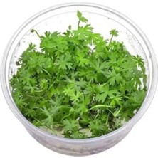 Esranın Dünyası Ranunculus Inundatus Cup In Vitro Canlı Bitki