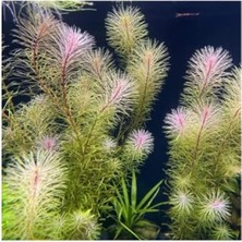 Esranın Dünyası Rotala Bossi Saksı Canlı Bitkisi - Akvaryum Için Görsel Şölen