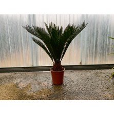 Um-ut Süs Bitkileri Japon Sago Palmiyesi Cycas