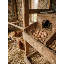 Emek Yem Yüksek Verimli Premium Yumurta Yemi - 10 kg -