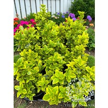 Yıldız Botanik 10 Adet Altuni Gold Taflan Fidanı Çit Bitkisi 25-30 cm 1 Saksıda 3 Kök Üretim