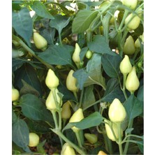 Delixa Tohumu Yerli Doğal Badem Biberi 100 Adet Tohum