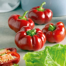 Delixa 40 Adet Yerli Kamber Biber Tohumu Domates Biber Tohumu + Sebze Tohumu Hediyeli