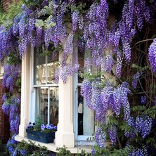 Delixa Zengarden Salkım Tohumu Wisteria Sinensis (5 Tohum)