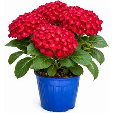 Gardenkoala Kırmızı Ortanca Çiçeği – Hydrangea – 19 cm Saksı