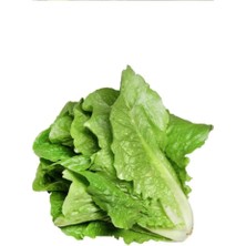 Al-Fil Teknoloji Yedikule Marul Tohumu 10 gr