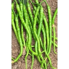 Al-Fil Teknoloji Tatlı Kıl Biber Tohumu 10 gr