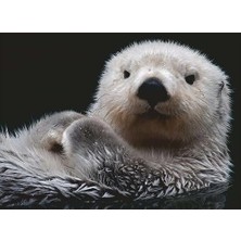 Teknocan Marketing Puzzle 16980 - Tatlı Küçük Otter - 500 Parça Yapboz 10 Yaşından Büyük Çocuklar ve Yetişkinler Için, Hayvan Motifli Yapboz